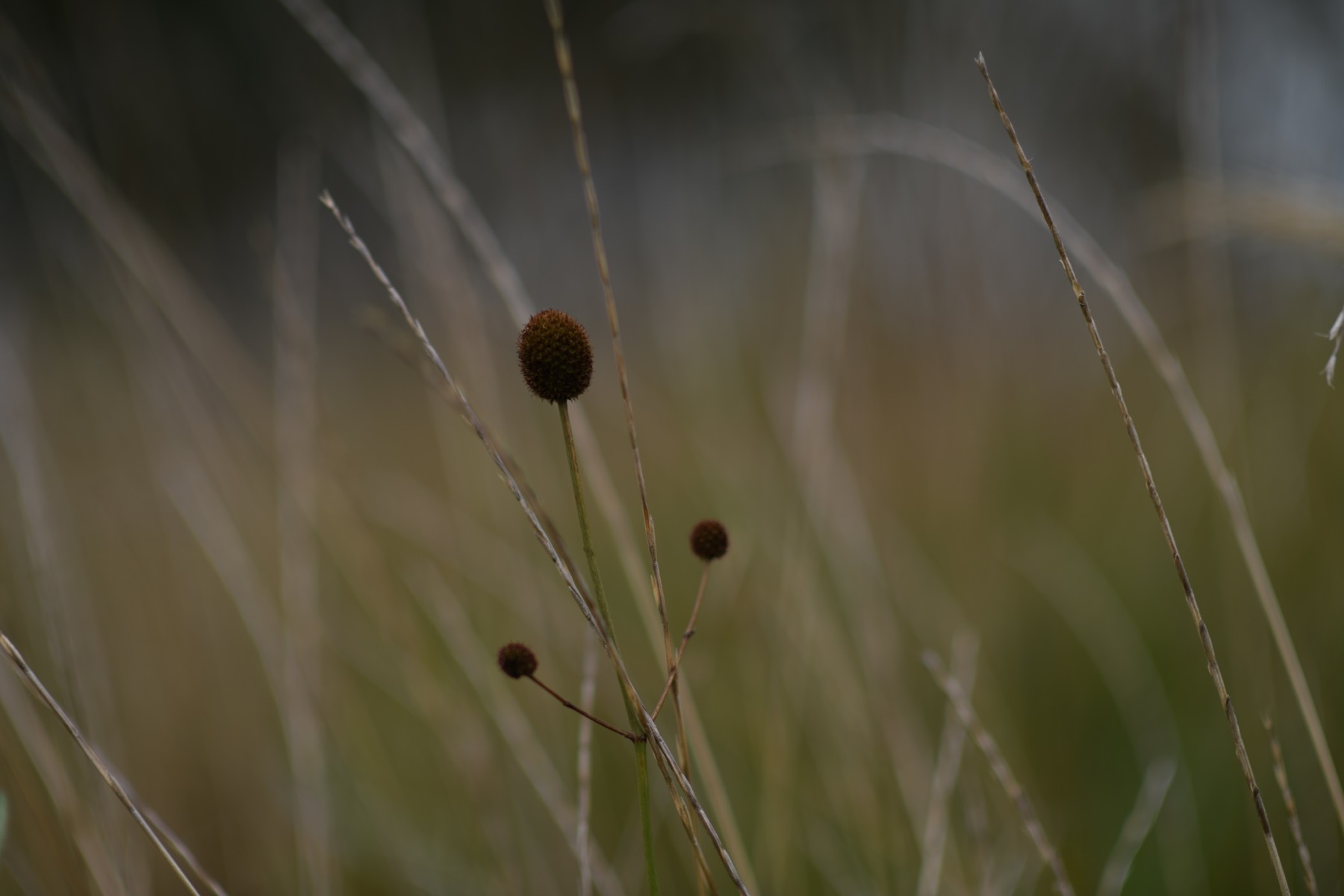 Flor oscura entre pastos velados