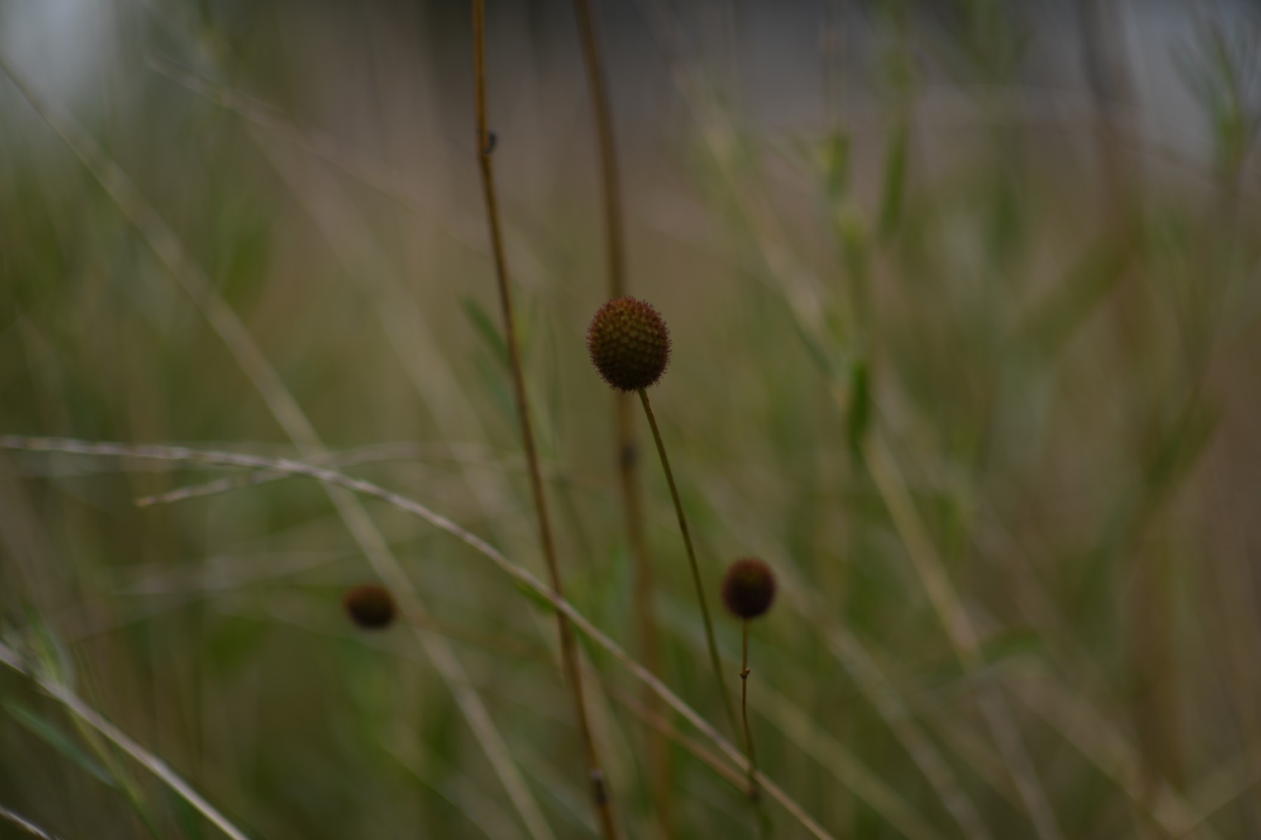 Flor solitaria en un campo oscuro